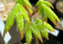 Acer Japonicum 'Aka Omote' - Érable du Japon chez Palmatia Plantes