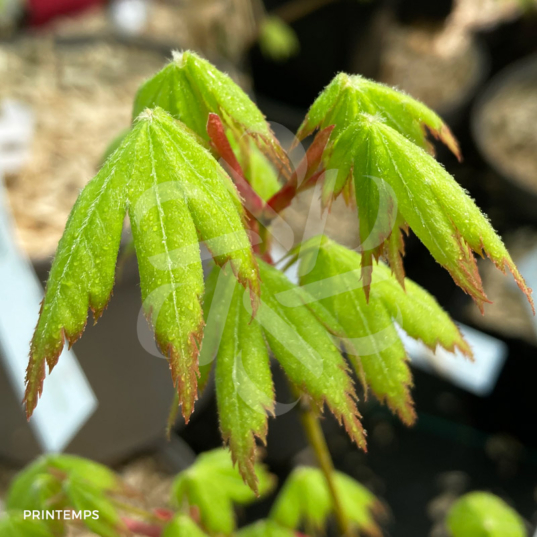 Acer Japonicum 'Aka Omote' - Érable du Japon chez Palmatia Plantes