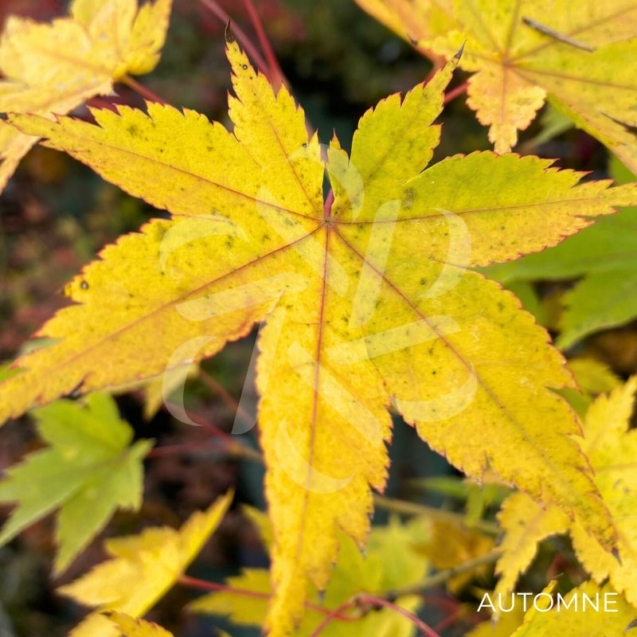 Acer Japonicum 'Aka Omote' - Érable du Japon chez Palmatia Plantes