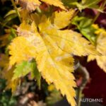 Acer Japonicum 'Aka Omote' - Érable du Japon chez Palmatia Plantes