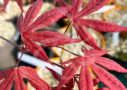 Acer Palmatum 'Andras' - Érable du Japon