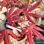 Acer Palmatum 'Andras' - Érable du Japon