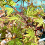 Acer palmatum 'Anne Irene' - Érable du Japon