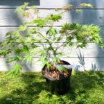 Acer palmatum 'Ariadne' - Érable du Japon