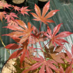 Acer palmatum 'Ariadne' - Érable du Japon