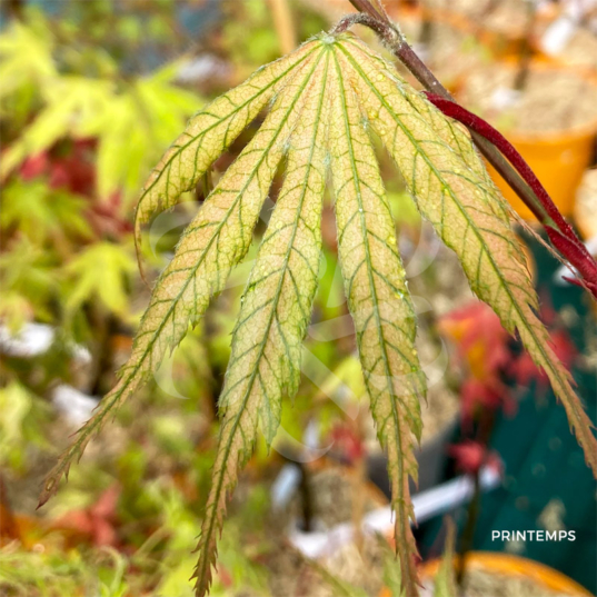 Acer palmatum 'Ariadne' - Érable du Japon