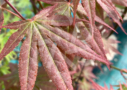 Acer palmatum 'Atropurpureum' - Érable du Japon
