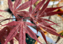 Acer palmatum 'Atropurpureum' - Érable du Japon