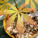 Acer palmatum 'Autumn Showers' - Érable du Japon