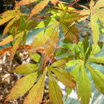 Acer palmatum 'Autumn Showers' - Érable du Japon