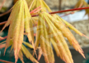 Acer palmatum 'Autumn Showers' - Érable du Japon