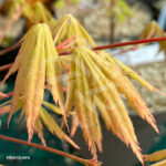 Acer palmatum 'Autumn Showers' - Érable du Japon