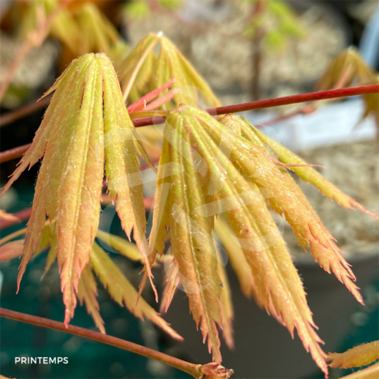 Acer palmatum 'Autumn Showers' - Érable du Japon