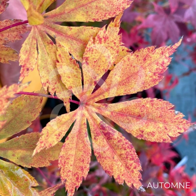 Acer palmatum 'Autumn Showers' - Érable du Japon