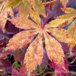 Acer palmatum 'Autumn Showers' - Érable du Japon