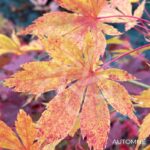 Acer palmatum 'Autumn Showers' - Érable du Japon