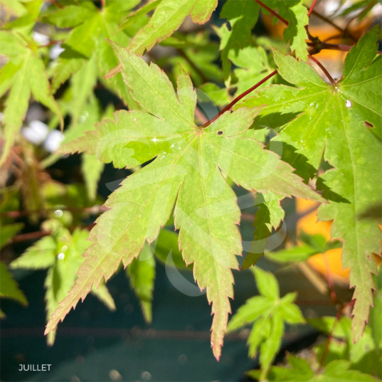 Acer Palmatum 'Barbara' - Érable du Japon