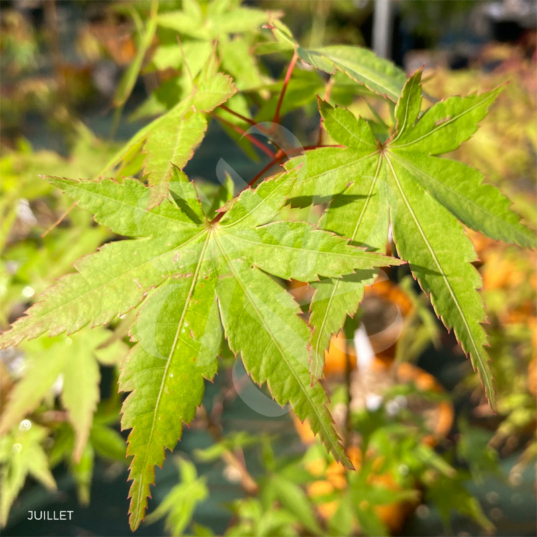 Acer Palmatum 'Barbara' - Érable du Japon