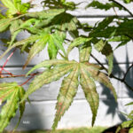 Acer Palmatum 'Beni Shigitatsu Sawa' - Érable du Japon