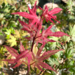 Acer Palmatum 'Beni Shigitatsu Sawa' - Érable du Japon