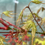 Acer Palmatum 'Beni Shigitatsu Sawa' - Érable du Japon