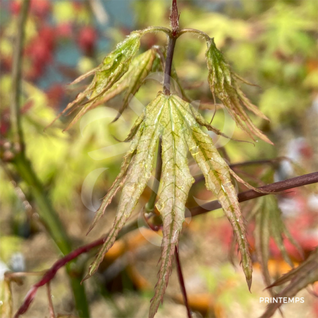 Acer Palmatum 'Beni Shigitatsu Sawa' - Érable du Japon