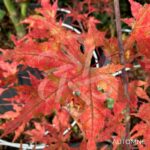 Acer Palmatum 'Beni Shigitatsu Sawa' - Érable du Japon