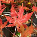 Acer Palmatum 'Beni Shigitatsu Sawa' - Érable du Japon