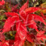 Acer Palmatum 'Beni Shigitatsu Sawa' - Érable du Japon