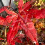 Acer Palmatum 'Beni Shigitatsu Sawa' - Érable du Japon
