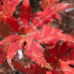 Acer Palmatum 'Beni Shigitatsu Sawa' - Érable du Japon