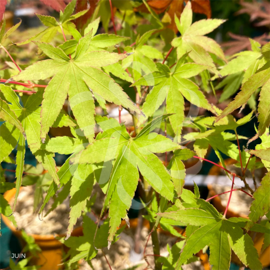 Acer palmatum 'Collingwood Ingram' - Érable du Japon