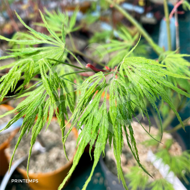 Acer palmatum 'Dissectum' - Érable du Japon