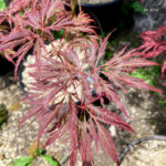 Acer Palmatum 'Dr Baker' - Érable du Japon dissectum