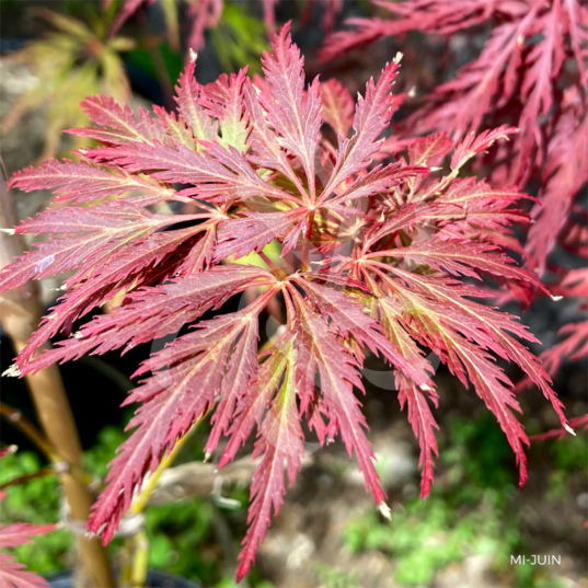 Acer Palmatum 'Dr Baker' - Érable du Japon dissectum