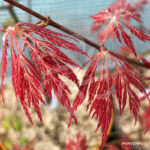 Acer Palmatum 'Dr Baker' - Érable du Japon dissectum