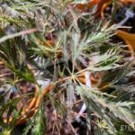 Acer Palmatum 'Dr Baker' - Érable du Japon dissectum
