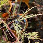 Acer Palmatum 'Dr Baker' - Érable du Japon dissectum