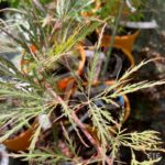 Acer Palmatum 'Dr Baker' - Érable du Japon dissectum
