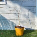Acer Palmatum 'Dr Baker' - Érable du Japon dissectum