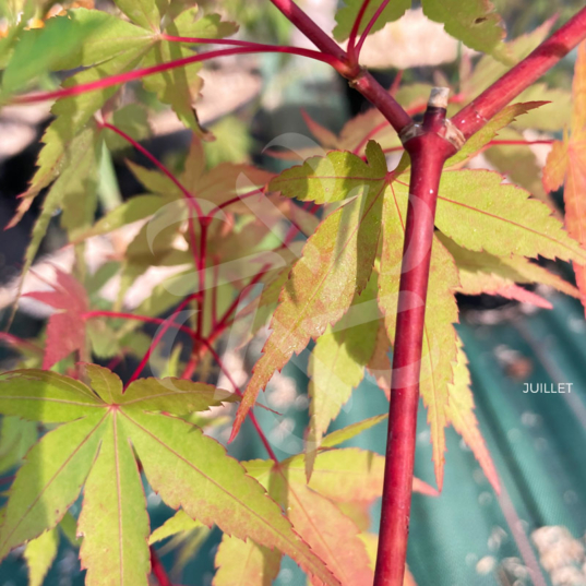 Acer palmatum 'Eddisbury' - Érable du Japon