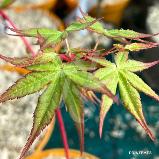 Acer palmatum 'Eddisbury' - Érable du Japon