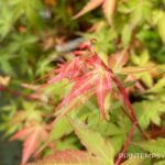 Acer palmatum 'Eddisbury' - Érable du Japon