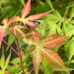 Acer palmatum 'Eddisbury' - Érable du Japon