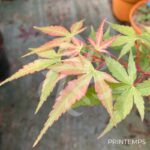 Acer palmatum 'Eddisbury' - Érable du Japon