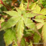 Acer palmatum 'Eddisbury' - Érable du Japon