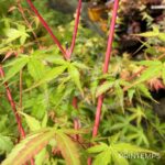 Acer palmatum 'Eddisbury' - Érable du Japon