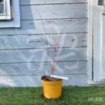 Acer palmatum 'Eddisbury' - Érable du Japon