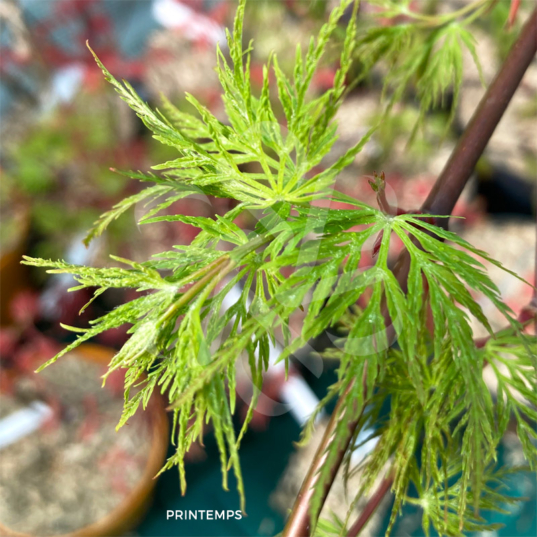 Acer palmatum 'Emerald Lace' - Érable du Japon dissectum