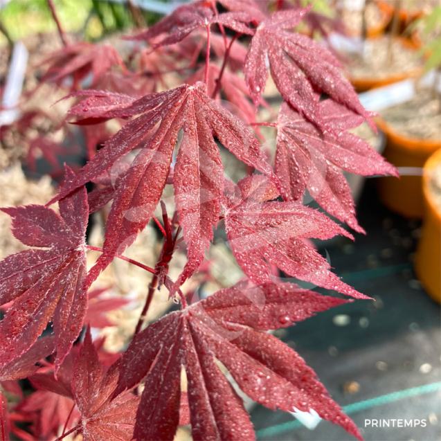 Acer palmatum 'Fireglow' - Érable du Japon